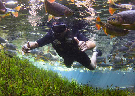 A tourist giving a thumbs up sign while snorkeling among a school of fish in Bonito.