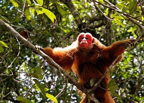 A red uakari monkey perched on a branch at Jaú National Park near the city of Manaus.
