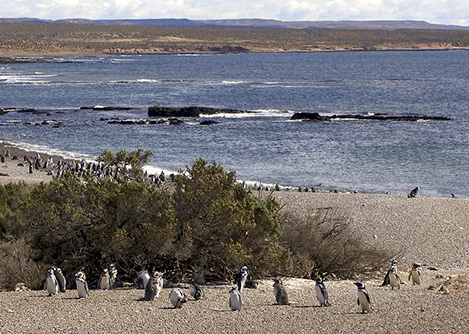 Groups of penguins on the beach at the Punta Tombo Natural Reserve near Puerto Madryn.