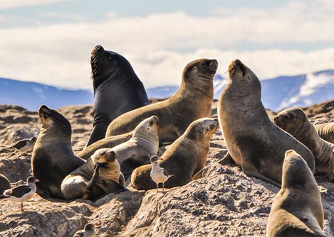 A group of sea lions congregating on a rocky area in the beach town of Viña del Mar.