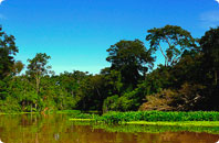 Amazon Jungle Tours