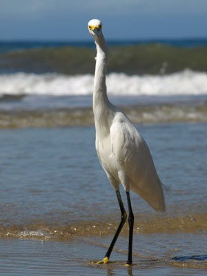 Costa Rica Sea Bird, Costa Rica Vacations, Costa Rica For Less