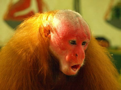 Monkey, Pilpintuswasi Sanctuary, Amazon rainforest, Peru Vacations, Peru For Less