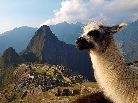 Vicu&ntilde;a
