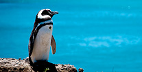 Puerto Madryn photo, Argentina travel, Argentina For Less