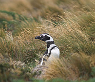 Punta Arenas picture, Argentina travel, Argentina For Less