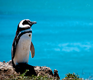 Puerto Madryn Tour, Argentina Travel, Argentina For Less