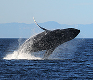 Madryn Tour Picture, Argentina Travel, Argentina For Less