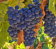 Mendoza Tour Picture, Argentina Travel, Argentina For Less