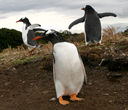 Ushuaia Tour Picture, Argentina Travel, Argentina For Less