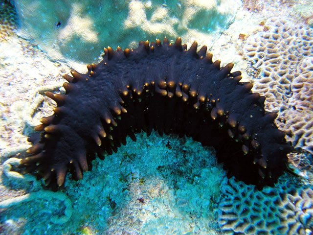Sea Cucumber. Photo: Anders Poulsen, Deep Blue; Creative Commons