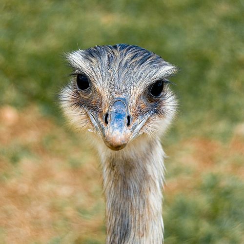 The ostrich-like Greater Rhea