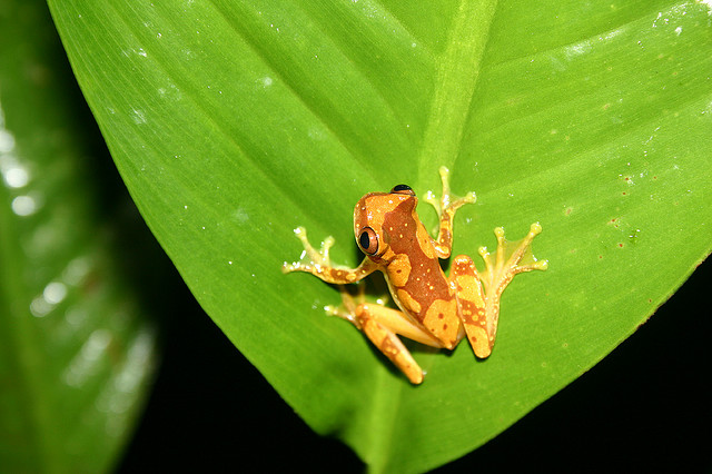 Costa Rica frog