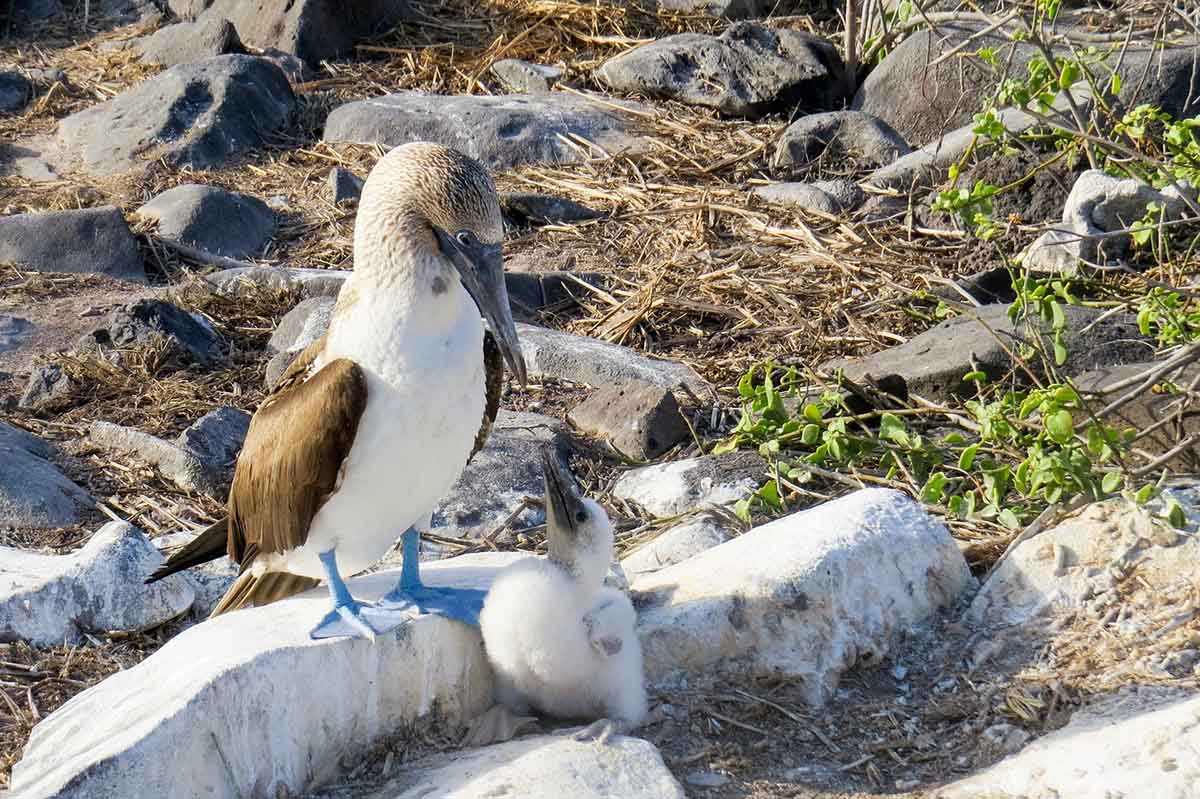 A blue-footed booby and its chick face each other with their beaks almost touching in the Galapagos.