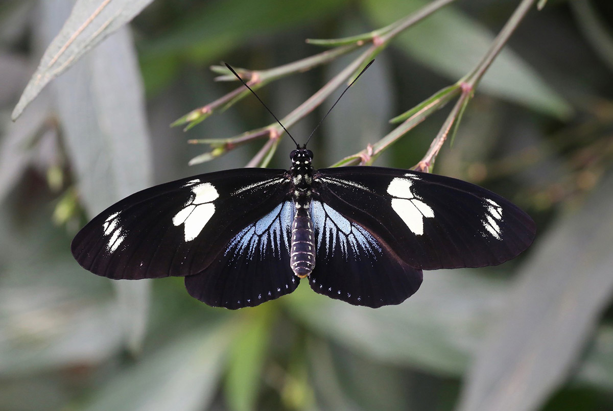 A black and white Doris longwing butterfly in Mindo, one of the best places to visit in Ecuador.