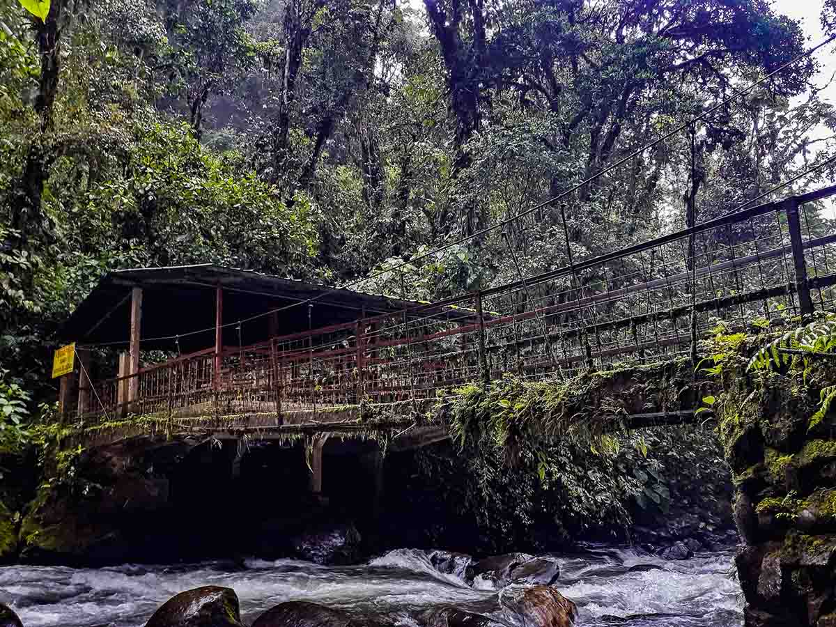 A wooden bridge crosses a creek in the Mindo cloudforest. Thick vegetation growing everywhere.