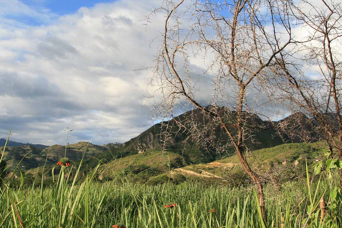 Vilcabamba’s hilly countryside with unique vegetation like a spiny tree and orange and green blooms.