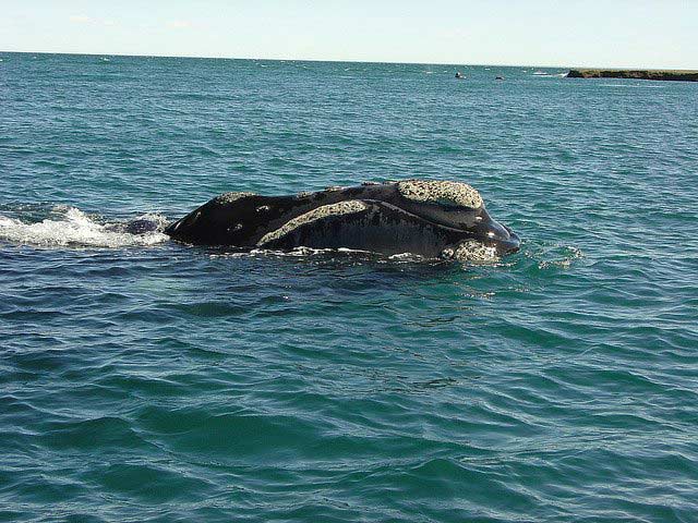 Southern right whale, Puerto Madryn, Argentina