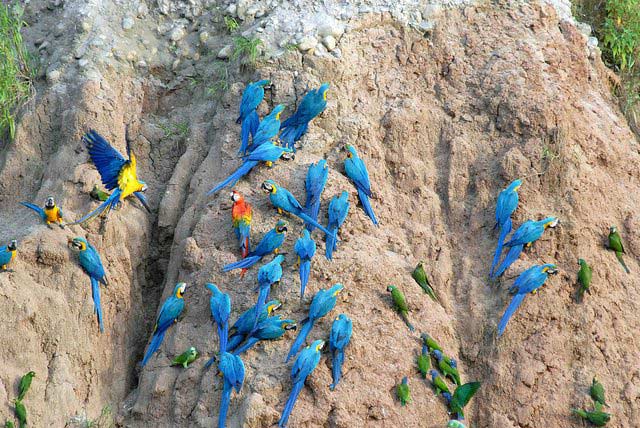 Macaws at Tambopata Research Center, Amazon vacations, Peru For Less 