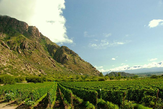 Cafayate vineyards, Argentina wine tours