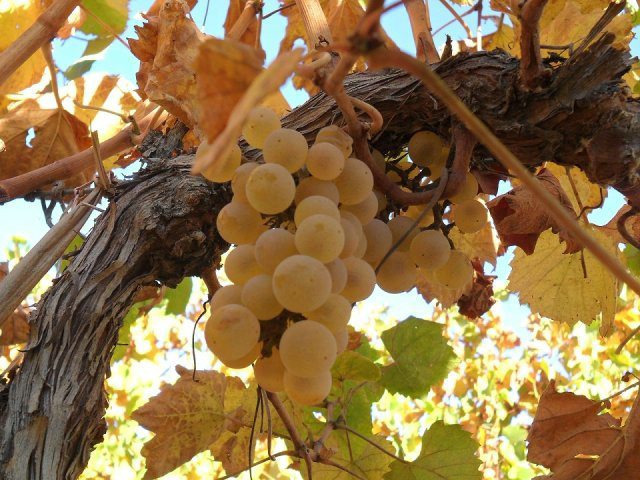 White grapes in Cafayate, Argentina For Less
