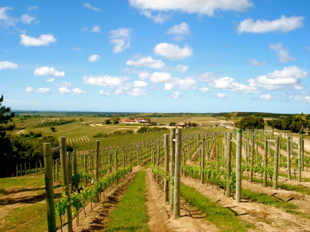 Uruguay wine tours
