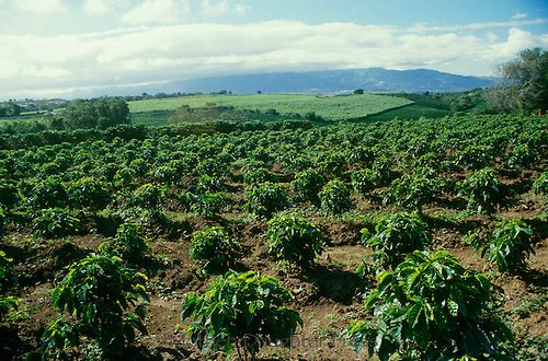 There are over 70 thousand coffee plantations in Costa Rica