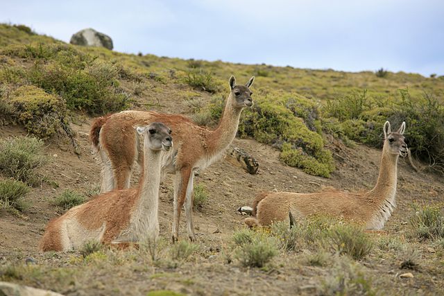 Wildlife in Torres del Paine National Park.