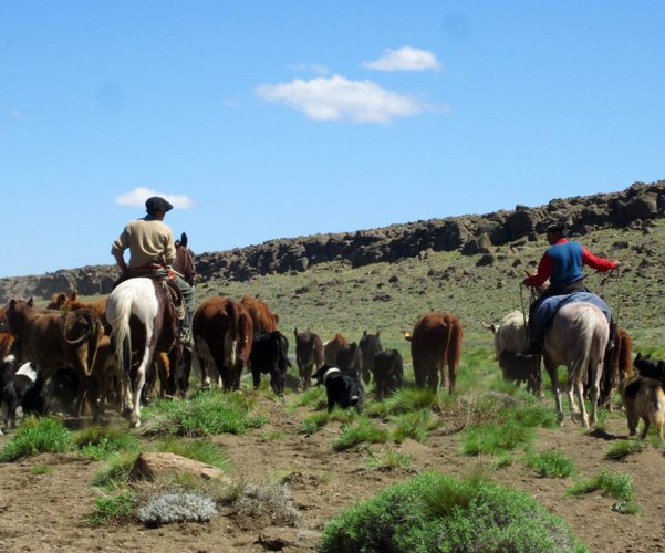 Argentina's Gaucho, Cattle Herding at an Estancia