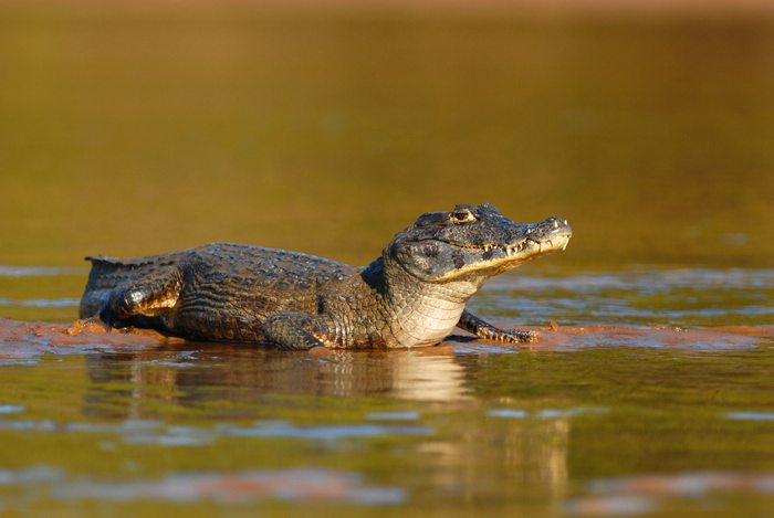 A Caiman sunbathing in Pantanal. Photo by Ana Castañeda