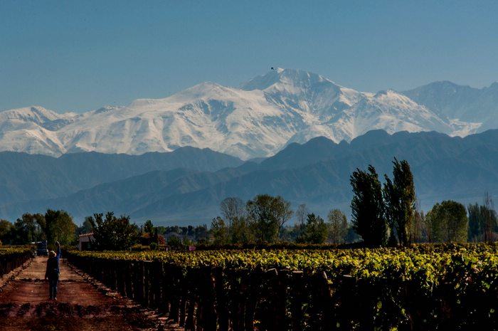 Mendoza vineyard, Argentina