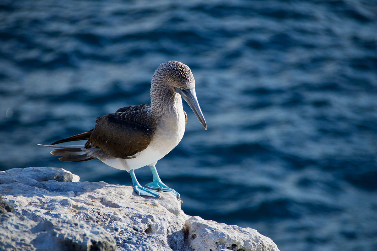 A white and gray bird with blue feet, the blue footed booby, standing on a rock.