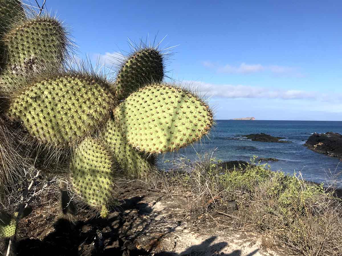 A prickly cactus with blue sky and blue water behind.