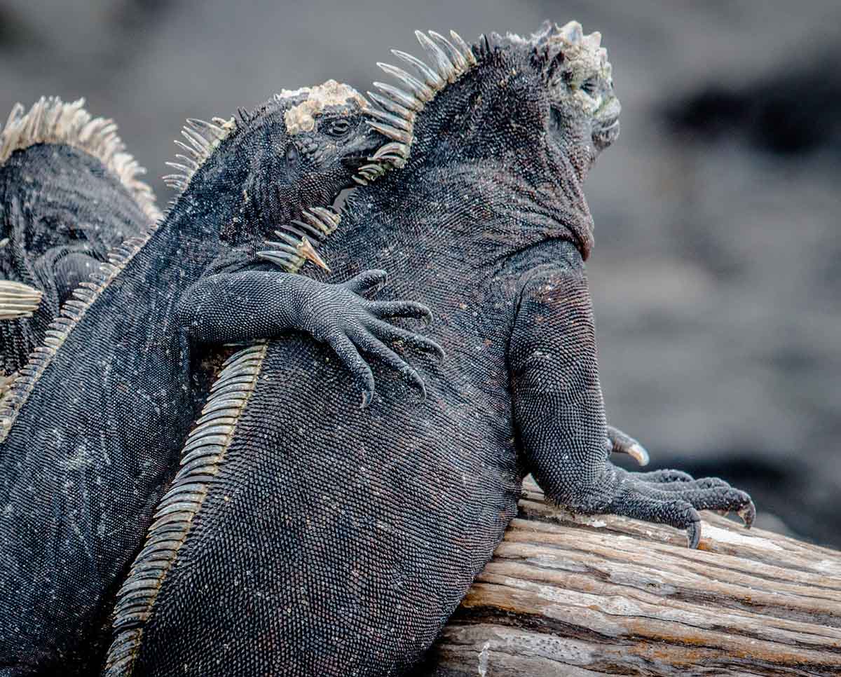 Two iguanas perched on a log in the Galapagos Islands.