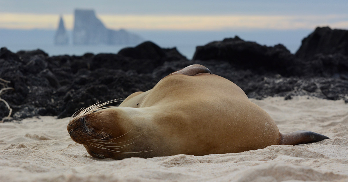 A sea lion laying on its back in the Galapagos sand with rock formations in the distance.