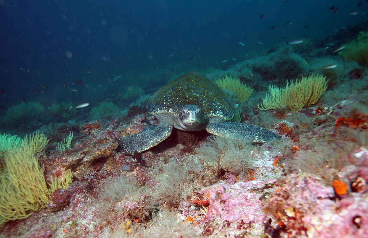 A sea turtle swimming underwater in the Galapagos.