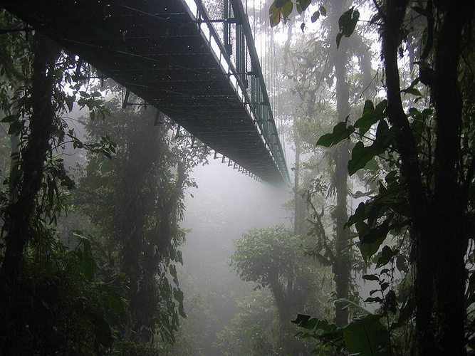 Canopy walk in the Monteverde National Park