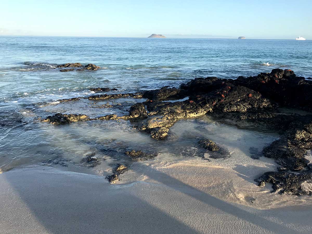 Black rock formations along the beach of Santa Cruz with bright orange crabs crawling on them.