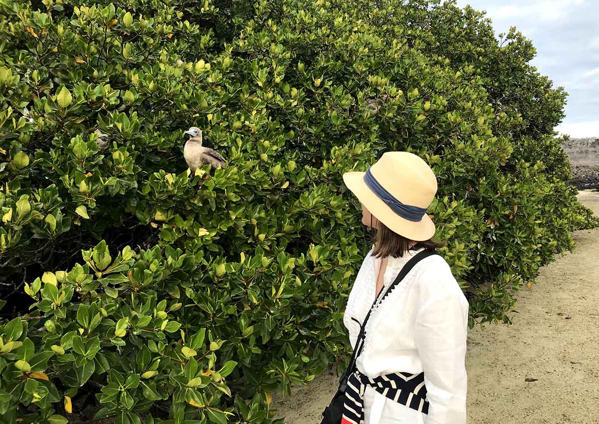 A red-footed booby rests on a tree with green leaves. Woman with a hat looking back at the bird.