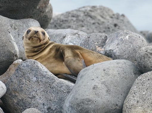 A young sea lion rests on a pile of large gray stones in the Galapagos Islands.