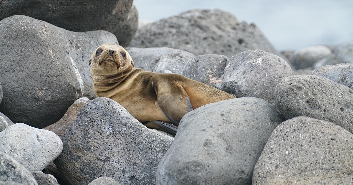 A young sea lion rests on a pile of large gray stones in the Galapagos Islands.