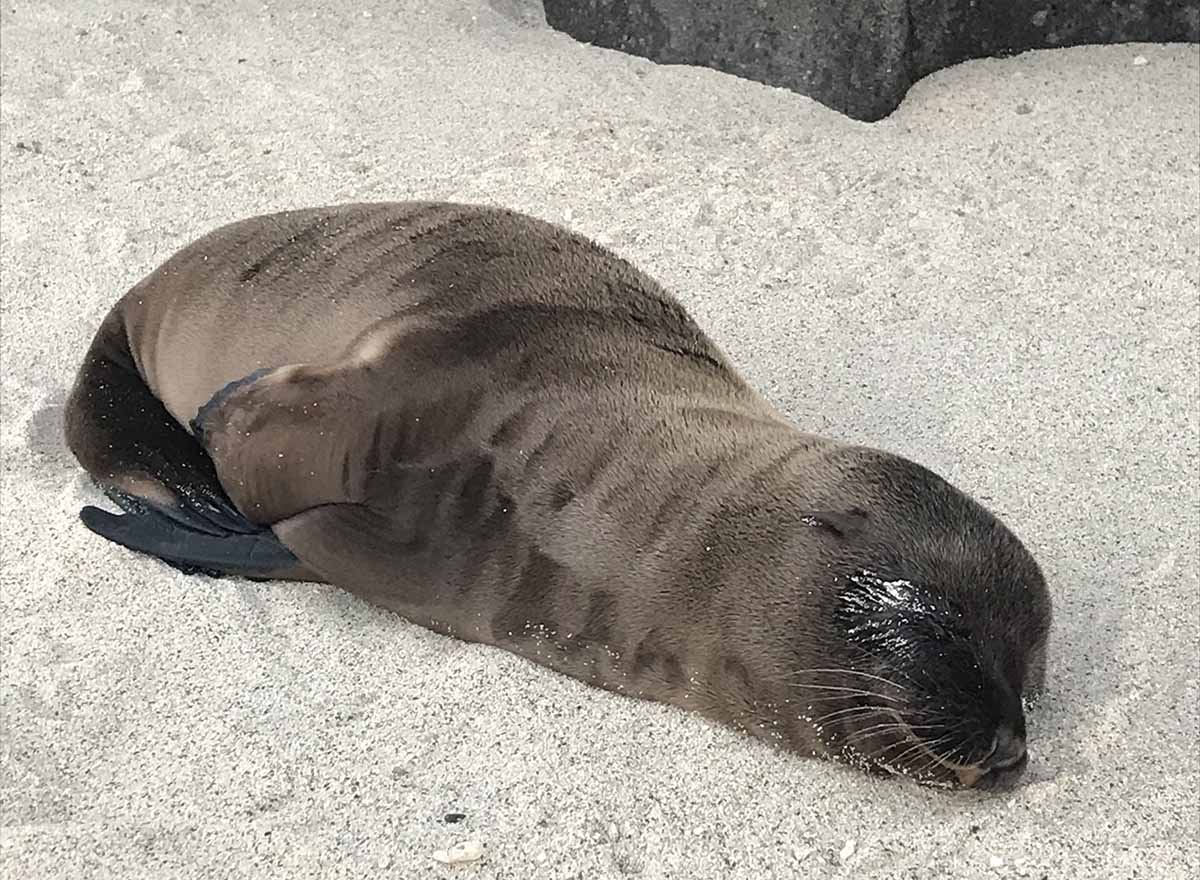 A sea lion sleeping on tan sand in the Galapagos Islands.