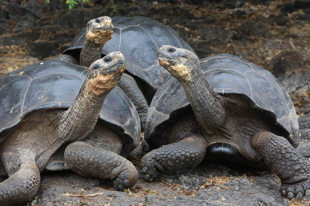 Three giant tortoises living on the Galapagos, one of the best places to visit in South America. 