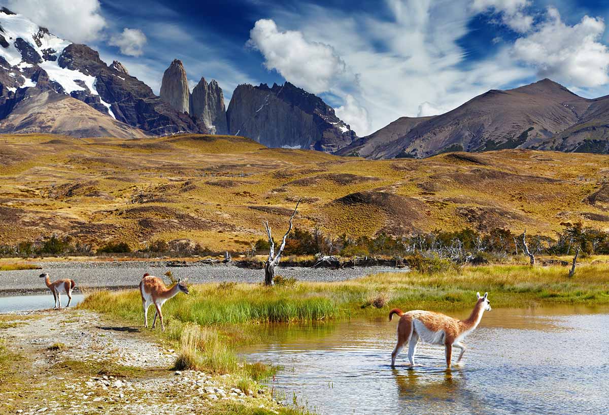 Orange and white guanacos roam in a marsh in Torres del Paine.