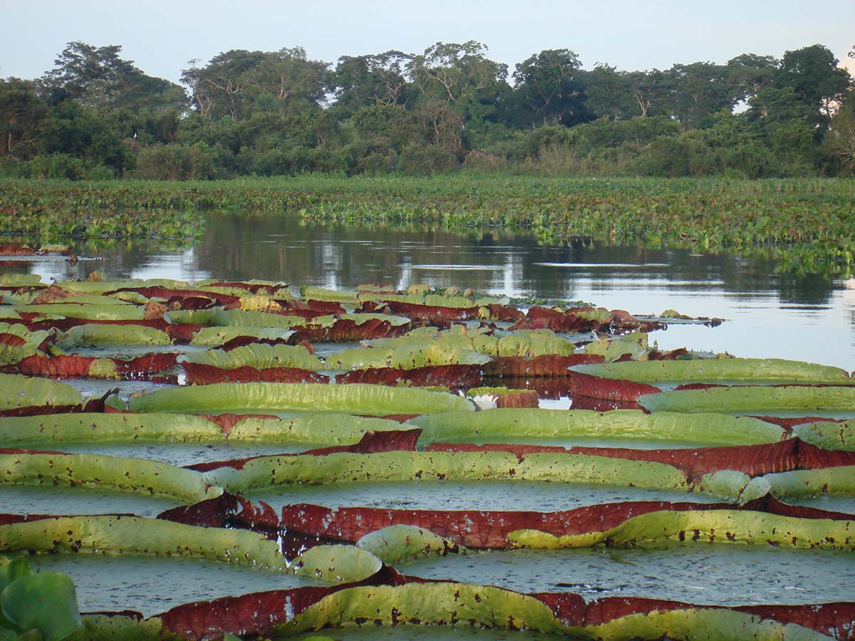 Giant lily pads floating on the water are a common occurrence in the Brazilian Amazon.