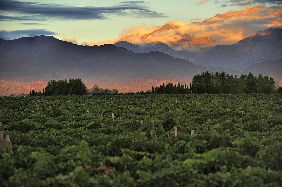 A vineyard stretches to the mountains where the sunset paints them shades of orange.