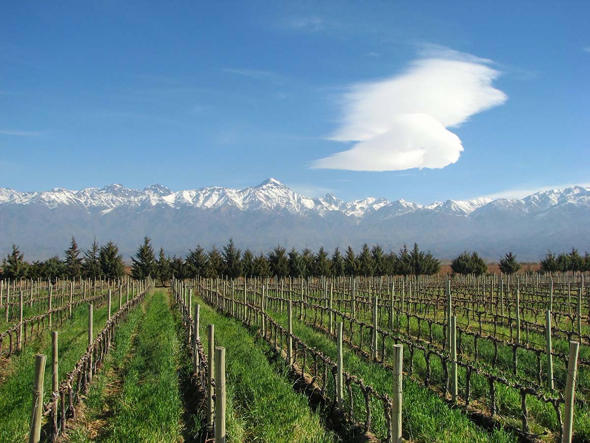 A vineyard in Mendoza with snow-capped mountains in the horizon.
