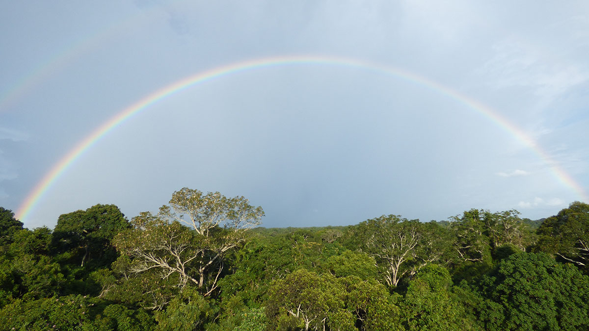 Rainbow above the lush green trees of the Amazon, the most biodiverse area on earth.
