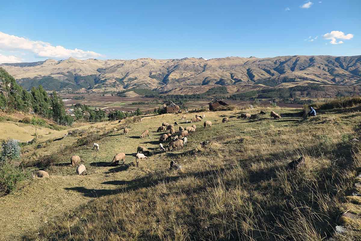 Several sheep grazing in a grassy field with rural landscape and mountains in the distance.