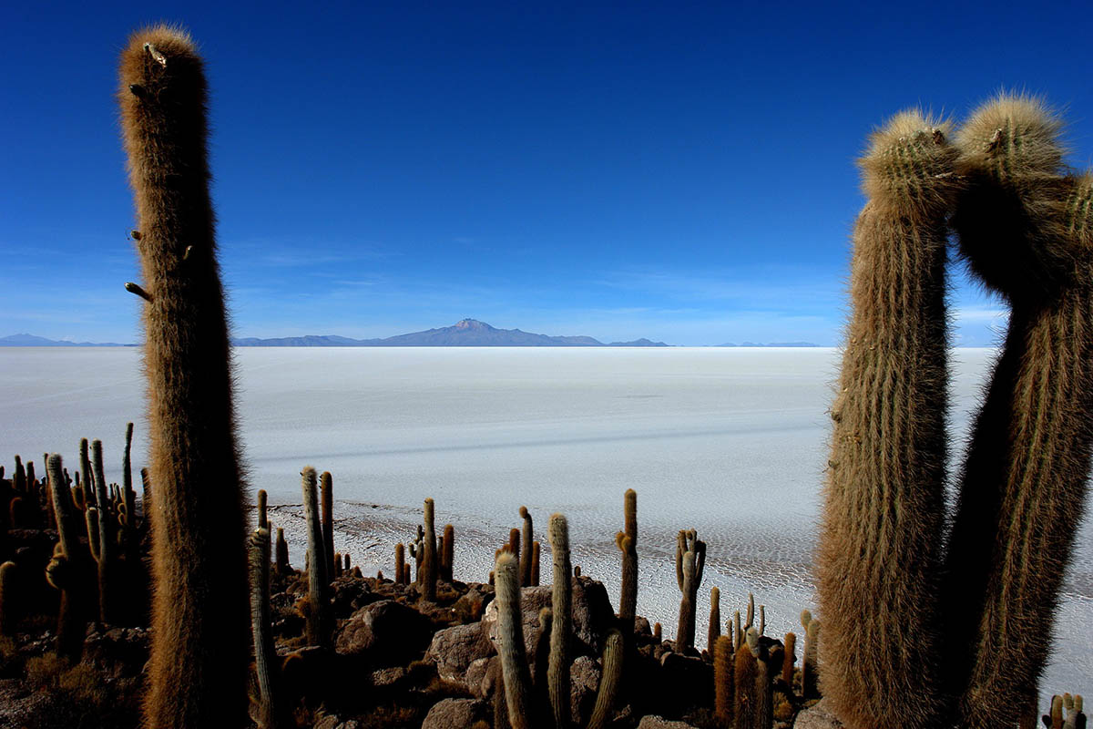 Several cacti with white salt pans behind and a single mountain in the horizon.